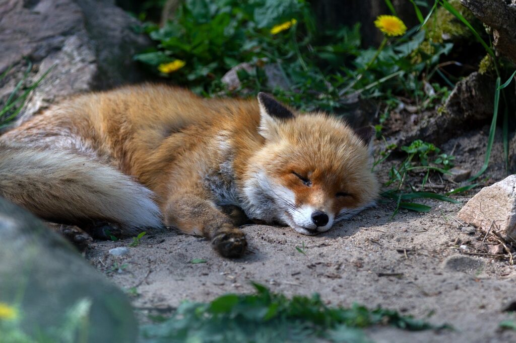 red fox, animal, mammal